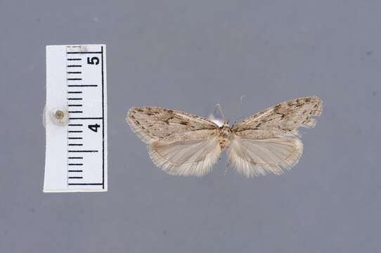 Image of Aurora Flatbody Moth