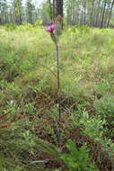 Image of yellow thistle