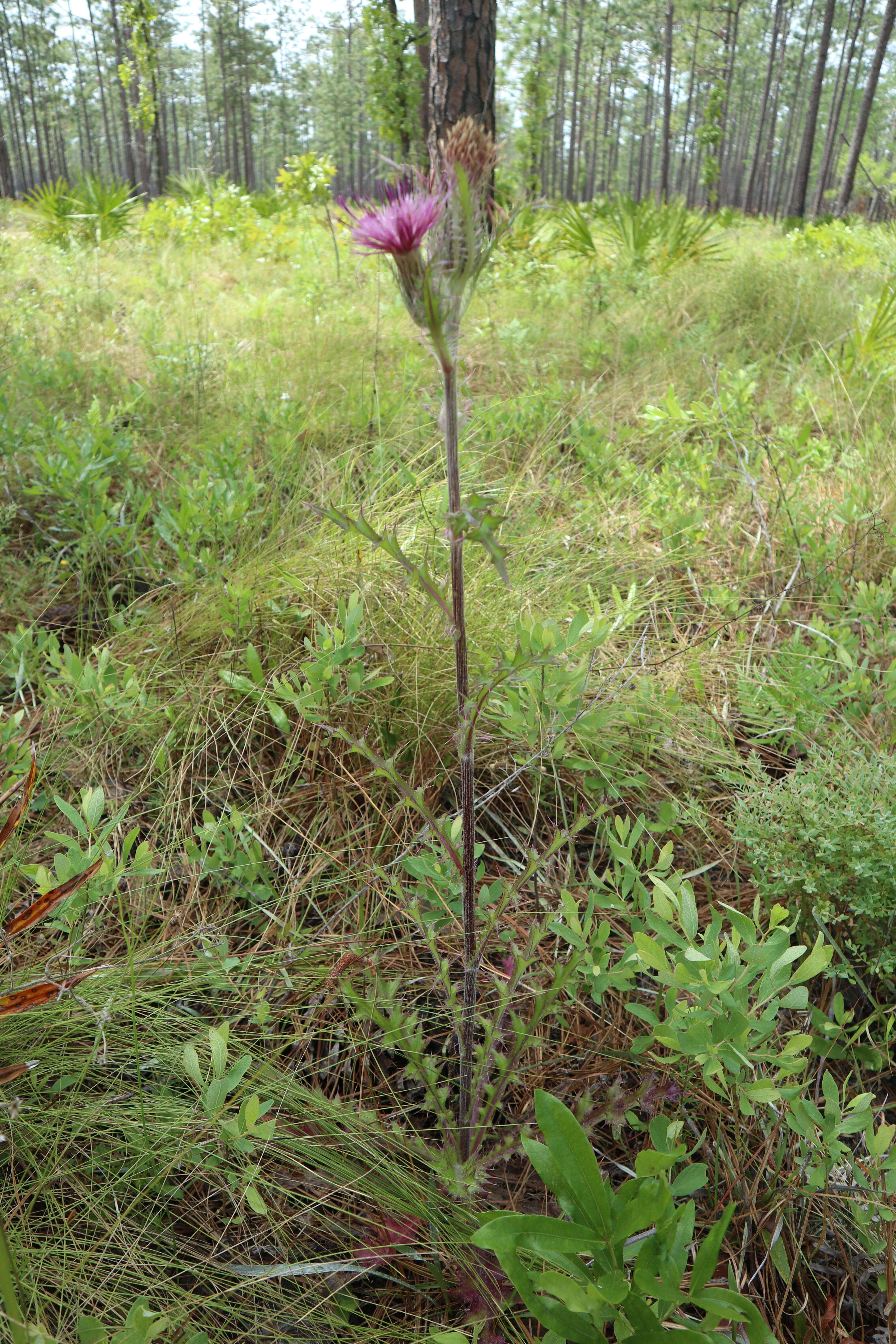 Image of yellow thistle