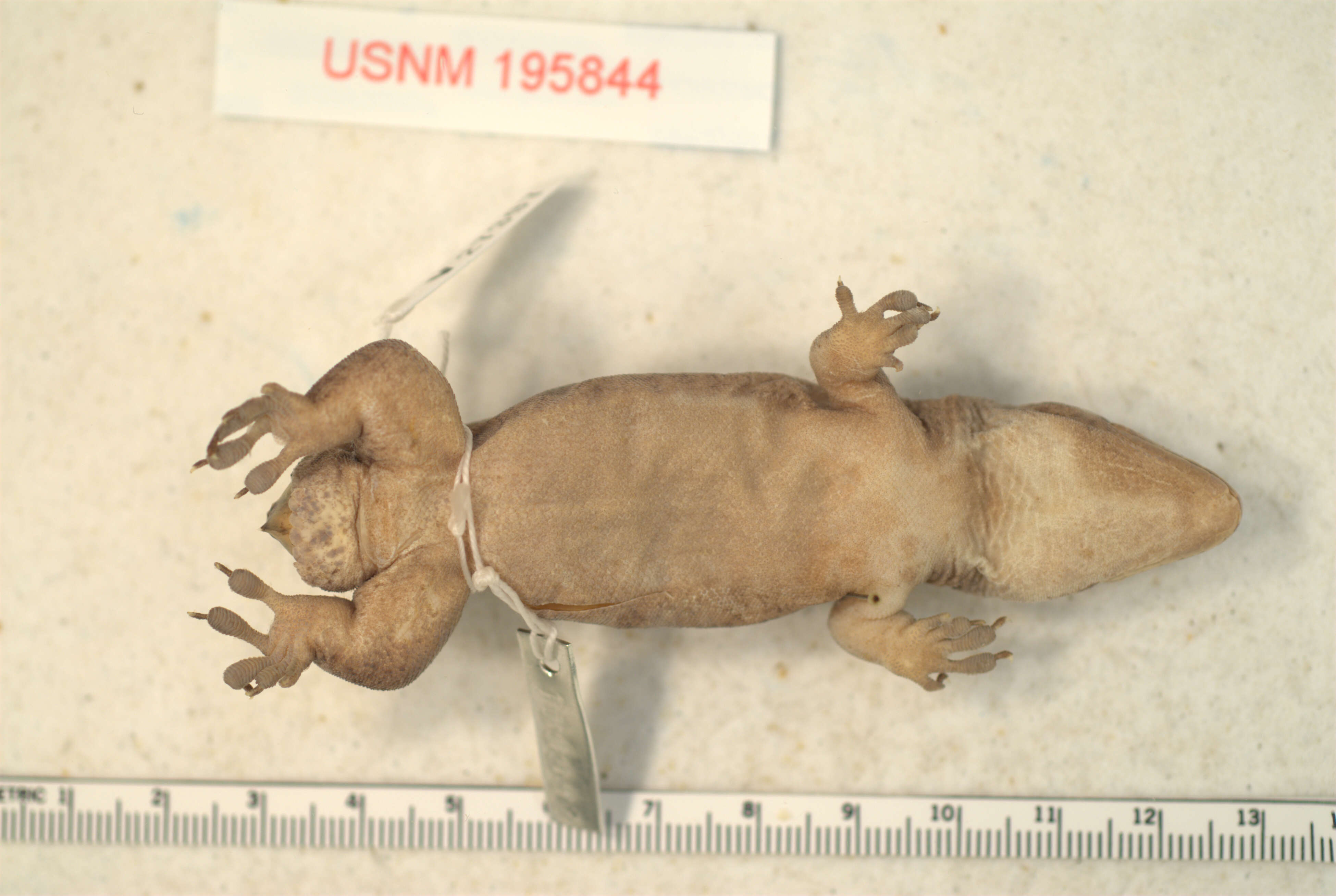 Image of Hecht's Caribbean Gecko