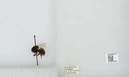 Image of Red tailed bumblebee