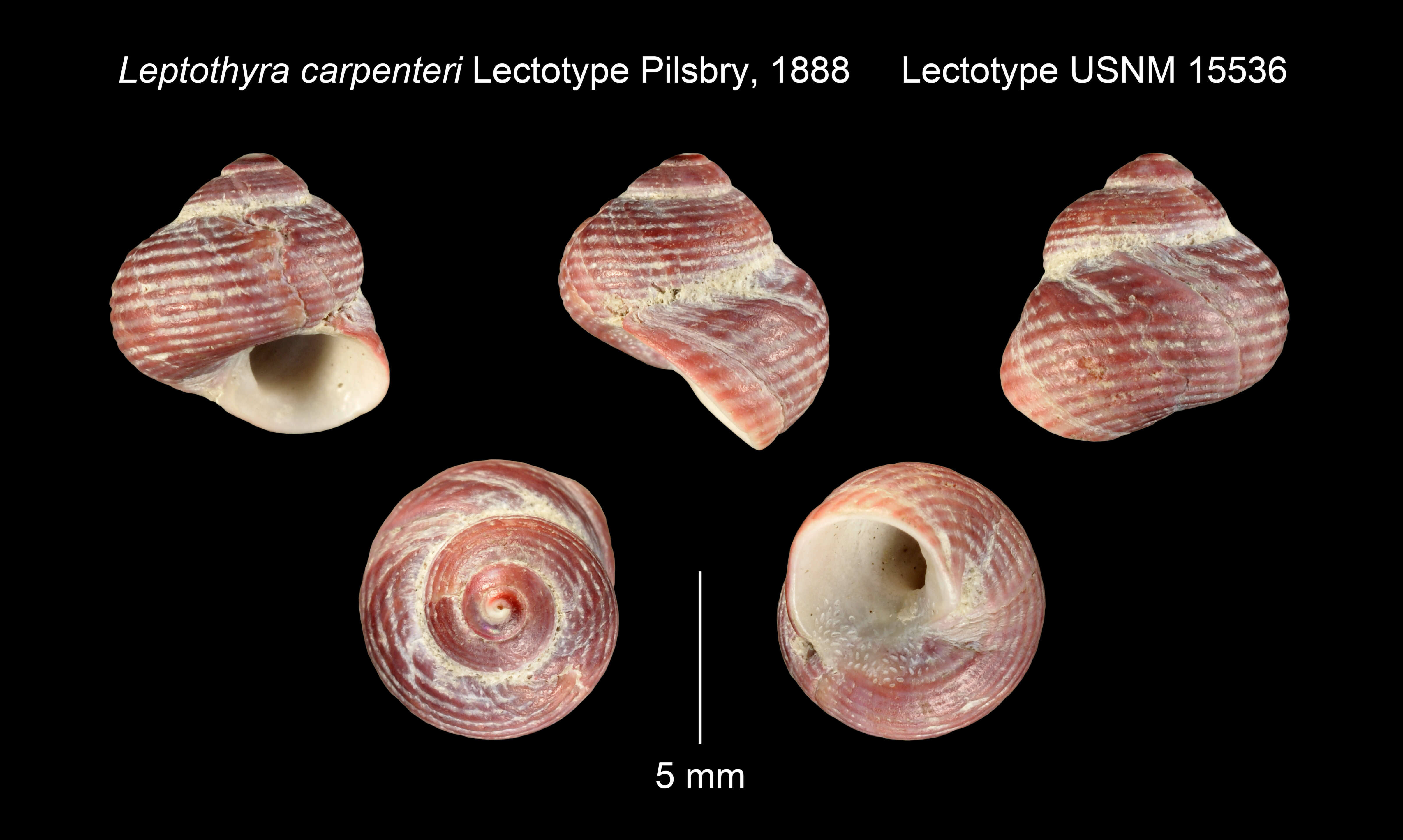 صورة Leptothyra carpenteri Pilsbry