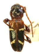 Image of Phymatodes nitidus Le Conte 1874