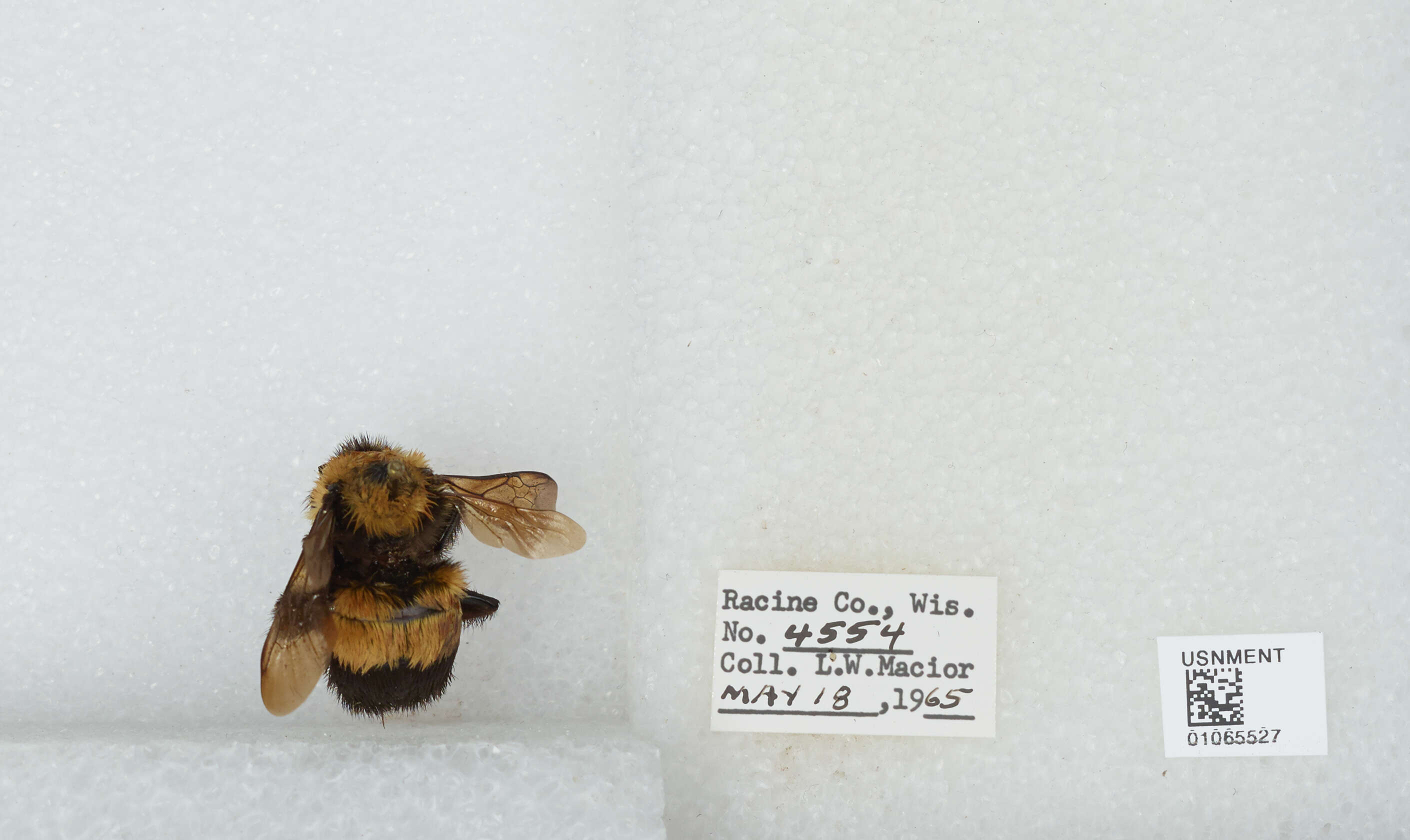 Слика од Bombus affinis Cresson 1864