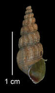 Image of Juga plicifera (I. Lea 1838)