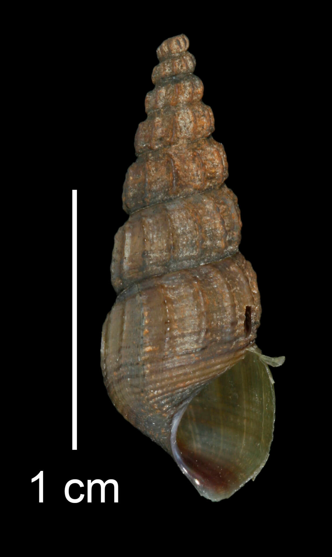 Image of Juga plicifera (I. Lea 1838)