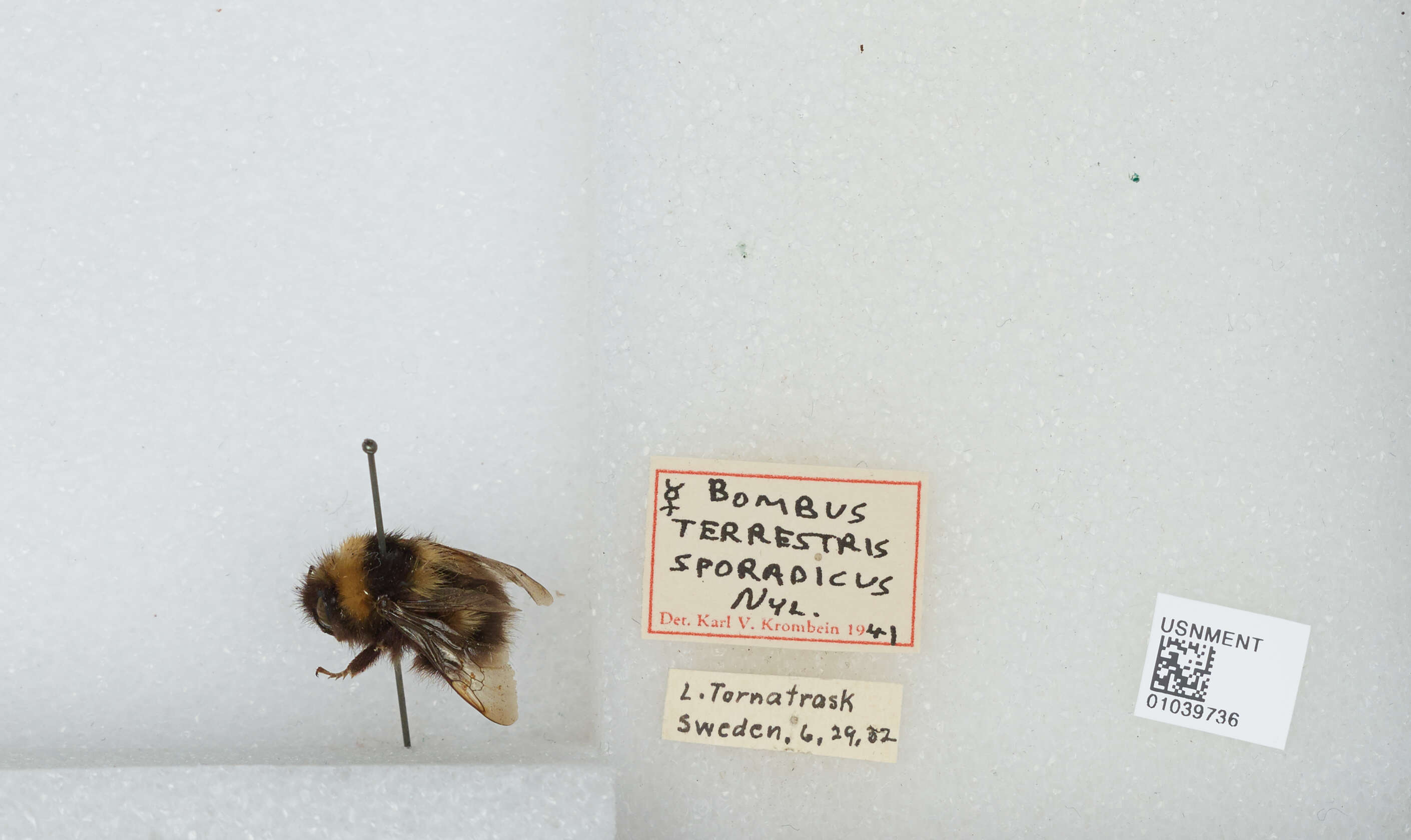 Image of Bombus sporadicus Nylander 1848