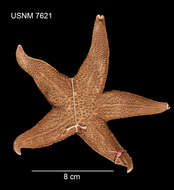 Image of northern Pacific sea star