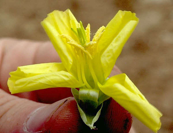 Imagem de Oenothera triloba Nutt.