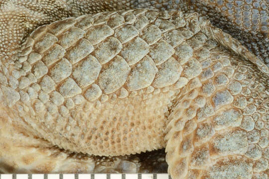 Image of Holmberg's Desert Tegu