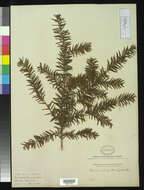 Image of Canada yew