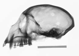 صورة Cercopithecus nictitans martini Waterhouse 1838