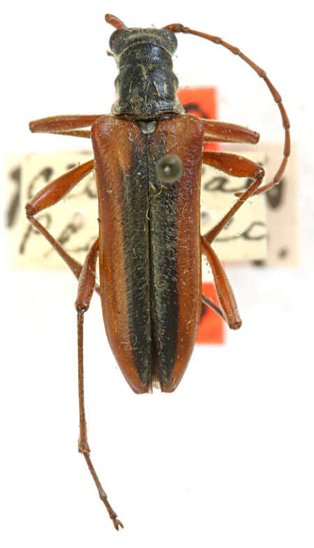 Image of Stenocorus plagiatus Casey 1924