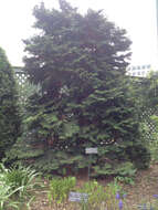 Image of Hinoki Cypress