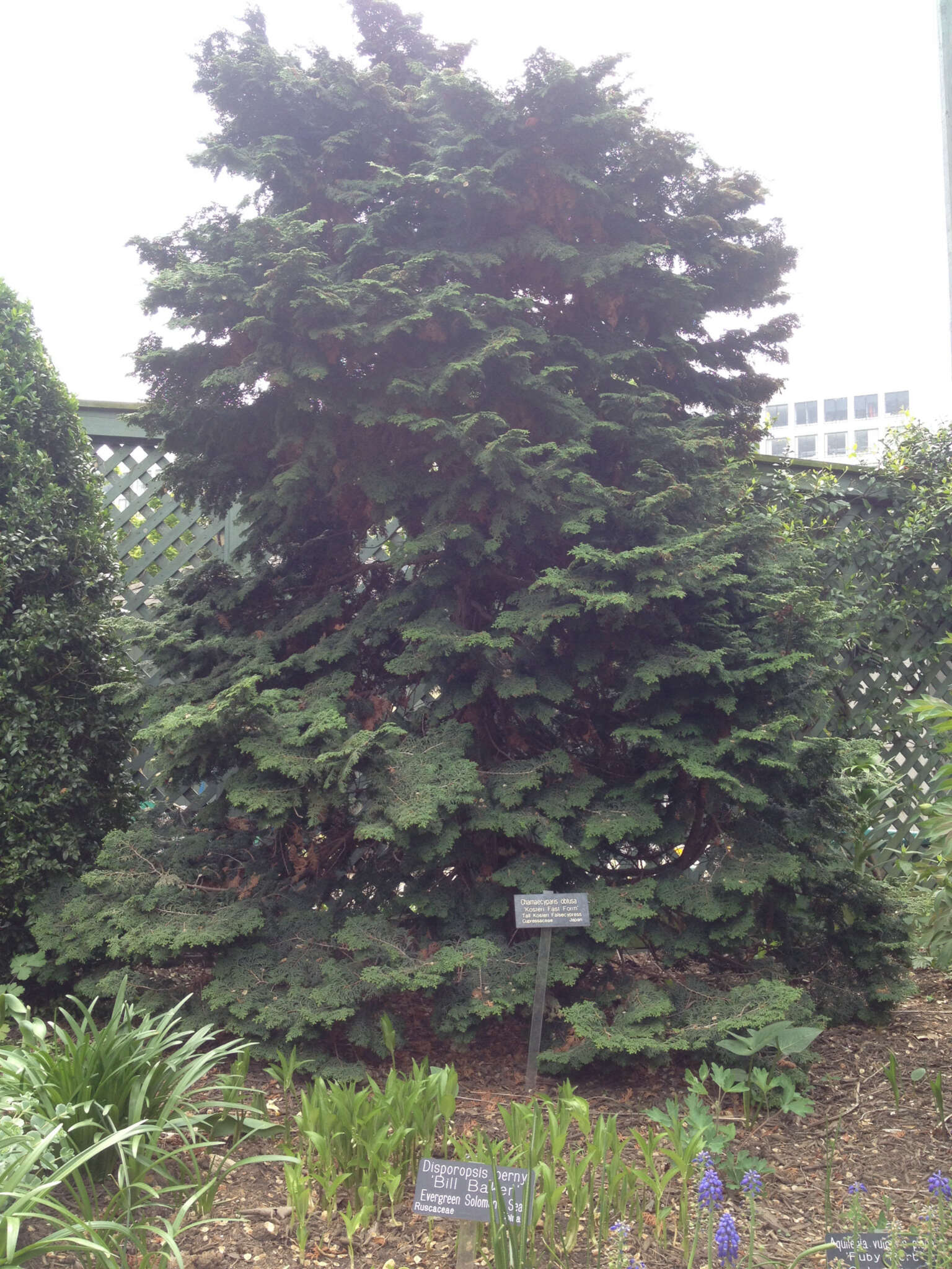 Image of Hinoki Cypress