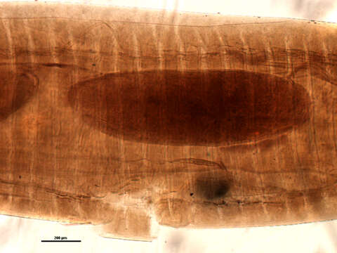 Image of Mediorhynchus grandis Van Cleave 1916