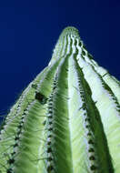 Image of saguaro