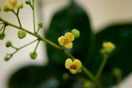 Image of Anomospermum reticulatum (C. Martius) Eichler