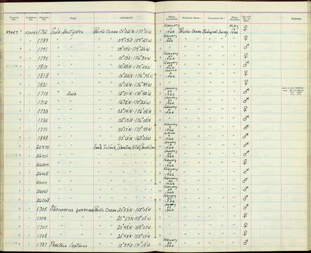 صورة Sula dactylatra personata Gould 1846