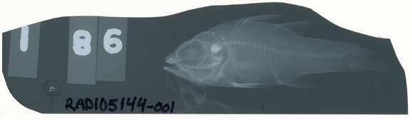 Image of Ostorhinchus aroubiensis (Hombron & Jacquinot 1853)