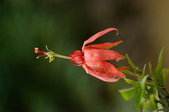 Sivun Passiflora L. kuva