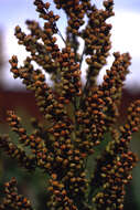 Image of Sorghum Moench