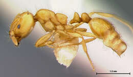 Image of Desert Fire Ant