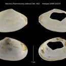 Image of <i>Macoma platensis</i> Dall