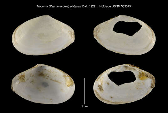 Image of <i>Macoma platensis</i> Dall