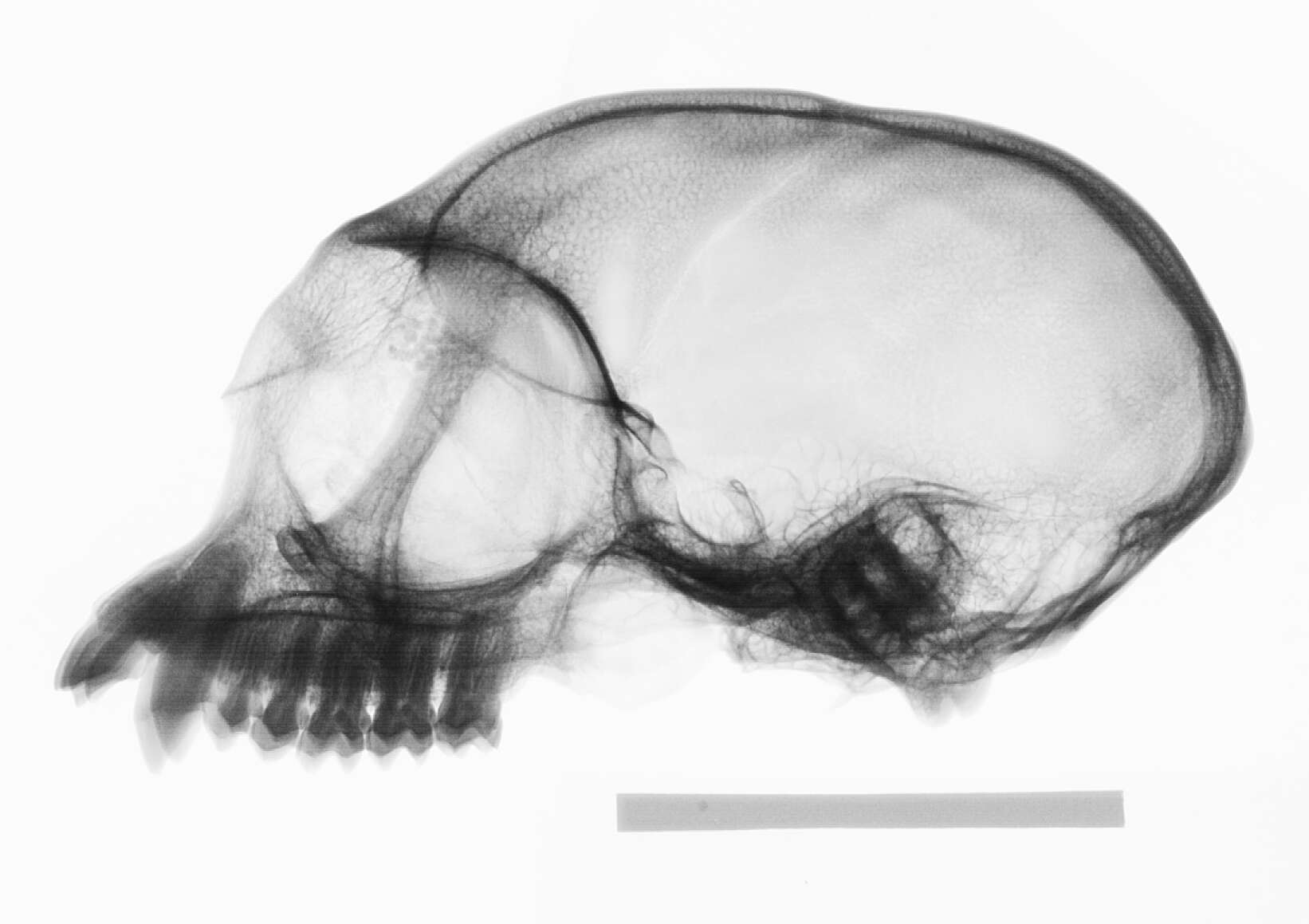 Image of Presbytis sumatrana (Müller & Schlegel 1841)