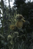 Plancia ëd Cirsium parryi (A. Gray) Petr.