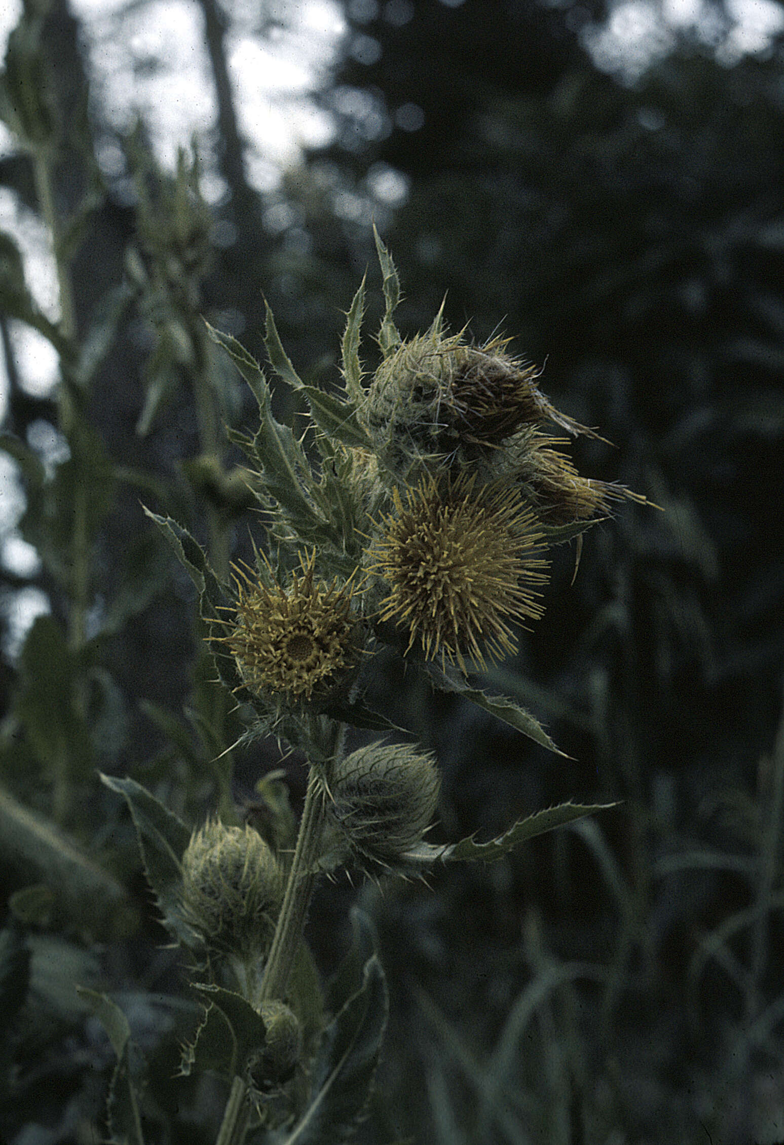 Image of Parry's thistle