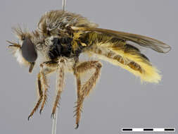 Image of Acnephalomyia