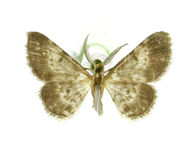 Image de Physocleora fulgurata Warren 1906