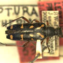 Image of Leptura rufoannulata (Pic 1933)