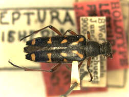 Image of Leptura rufoannulata (Pic 1933)