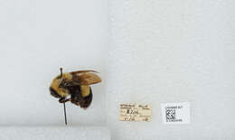 Слика од Bombus affinis Cresson 1864