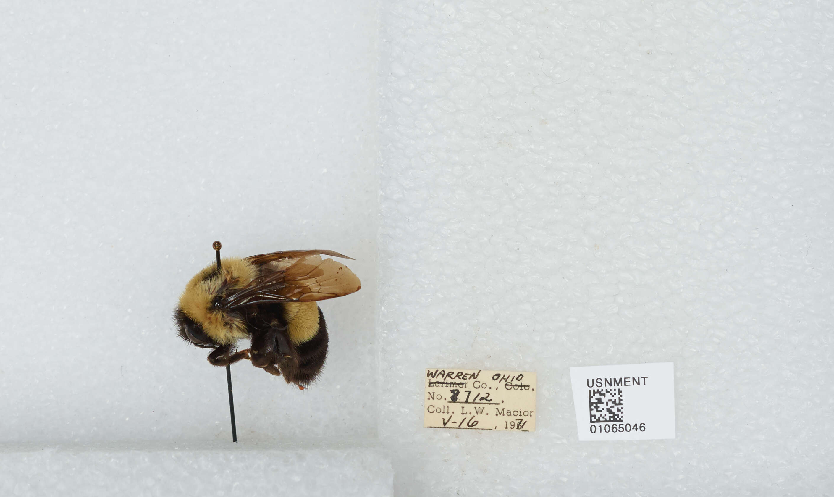 Слика од Bombus affinis Cresson 1864