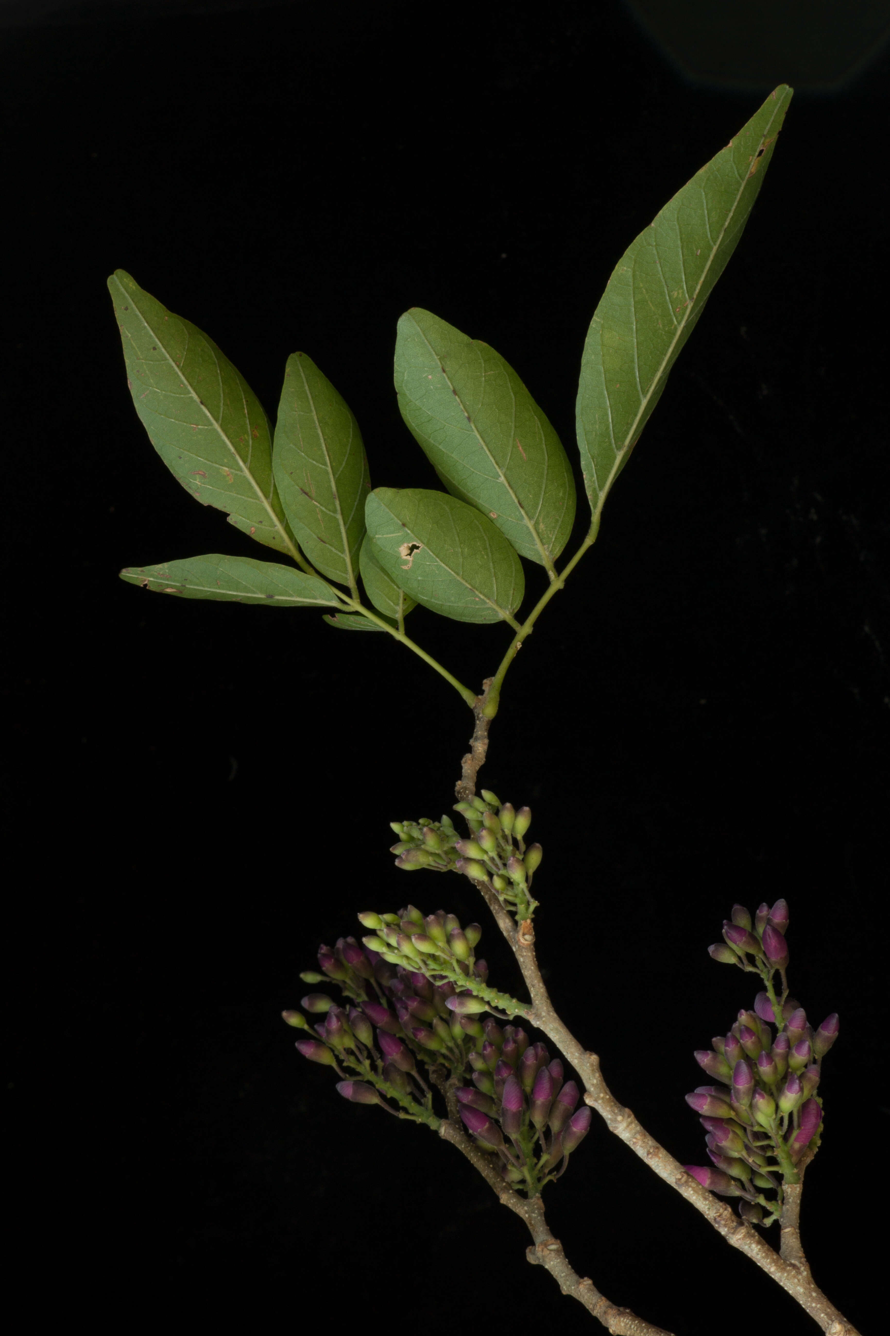 Image of <i>Lonchocarpus isthmensis</i> M. Sousa