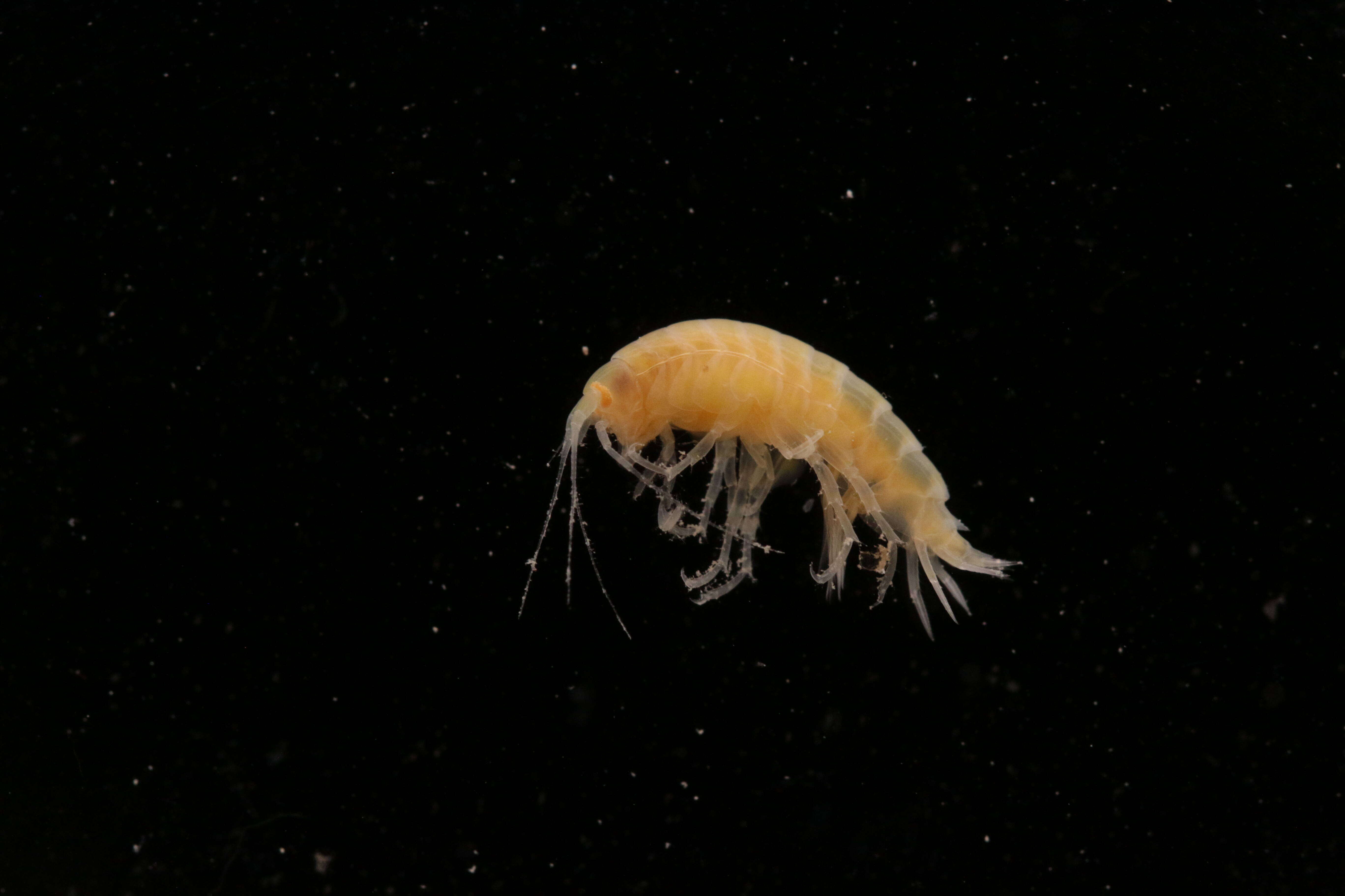 Image of Amphipoda