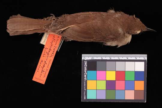 Image of Northern Brownbul