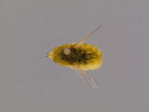 Image of Bombyliidae