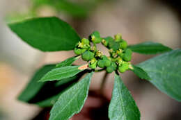 Image of Euphorbia heterophylla var. cyathophora (Murray) Griseb.