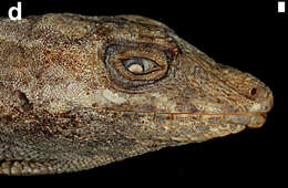 Image of Taylor's Anole