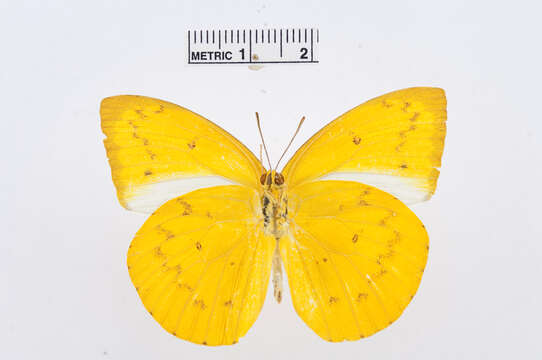 Image of Catopsilia scylla (Linnaeus 1763)