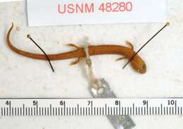 Image of La estrella (star) salamander