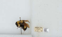 Слика од Bombus affinis Cresson 1864