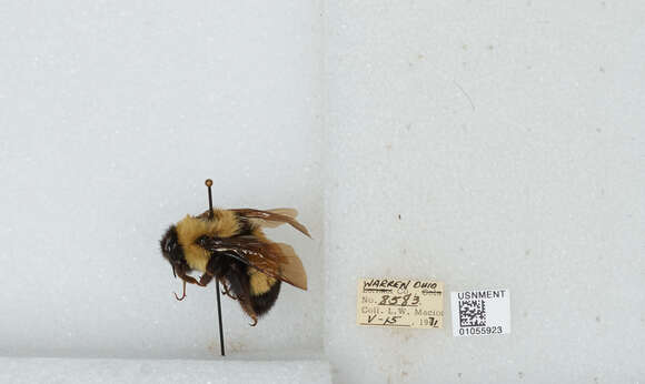 Слика од Bombus affinis Cresson 1864