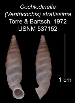 Image of <i>Cochlodinella striatissima</i>