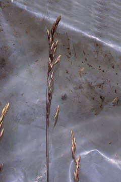 Image of Poa hachadoensis var. hachadoensis